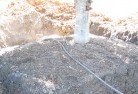 Taroomballtree-transplanting-4.jpg; ?>